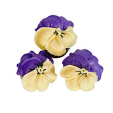 Pansies Cupcakes - Set (6)