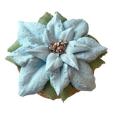 Poinsettia Mini Cake - Blue